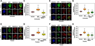 On the Interaction Between SMARCAL1 and BRG1